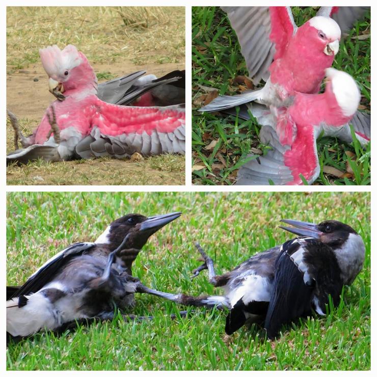 Three-photo collage

An awkward pink galah on his back in the grass and sitting up, feet sticking up in the air 

Two pink galahs wrestling

Two magpies wrestling on their sides in the grass