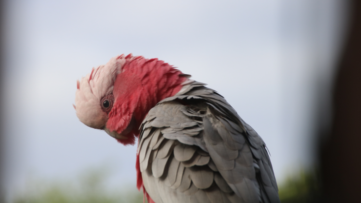 The second galah again, standing atop the feeder stand, with its head tilted forward and its "cheek" feathers hiding its beak