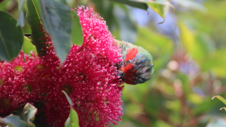 A soggy musk lorikeet leans over some pink gum blossoms to feed
