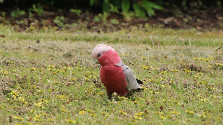 A gallah standing among some capeweed flowers
