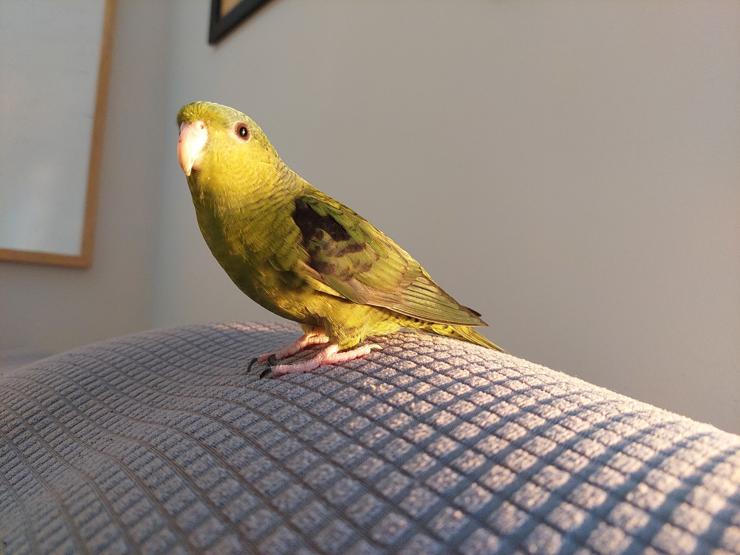 A green lineolated parakeet, glowing golden in the sunlight 