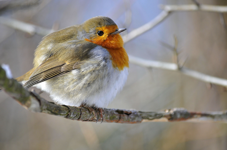 A floofy little robin sitting on a branch, all puffed up and looking exceedingly spherical.
