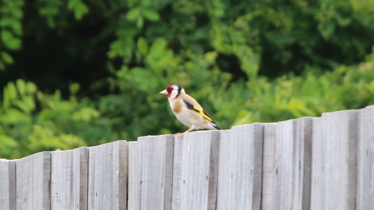 A goldfinch standing on a wooden fence