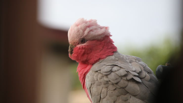 A galah with a dirt-covered beak peers sideways between some vertical blinds. Its feathers are puffed out in the cold afternoon wind