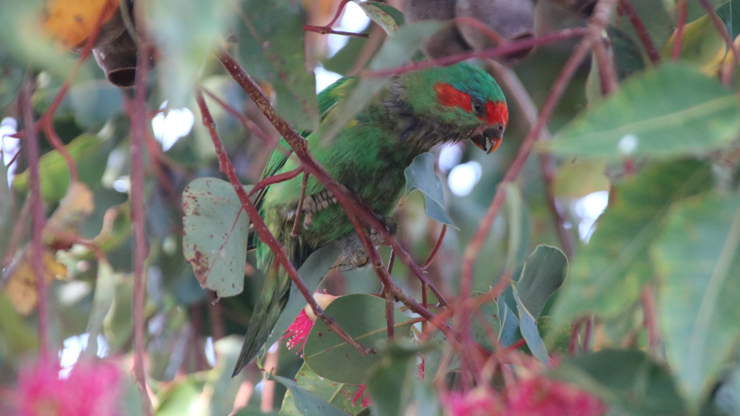 Another moist musk lorikeet hopping onto a twig