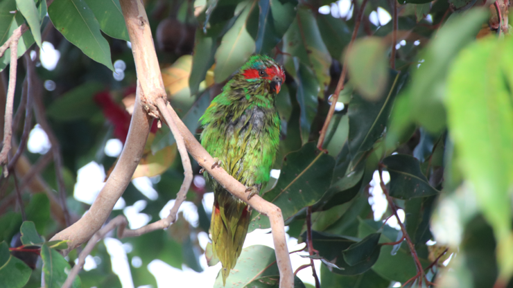 A damp musk lorikeet sitting on a small branch, dappled light landing on wet feathers