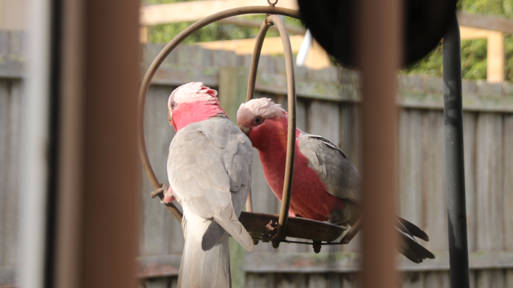 Both galahs standing on my feeder.  The second galah is on the right, leaning towards the first, who has its back to the camera