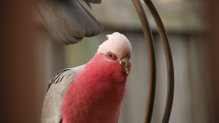 Another galah raises its head between gulping down seeds from my bird feeder