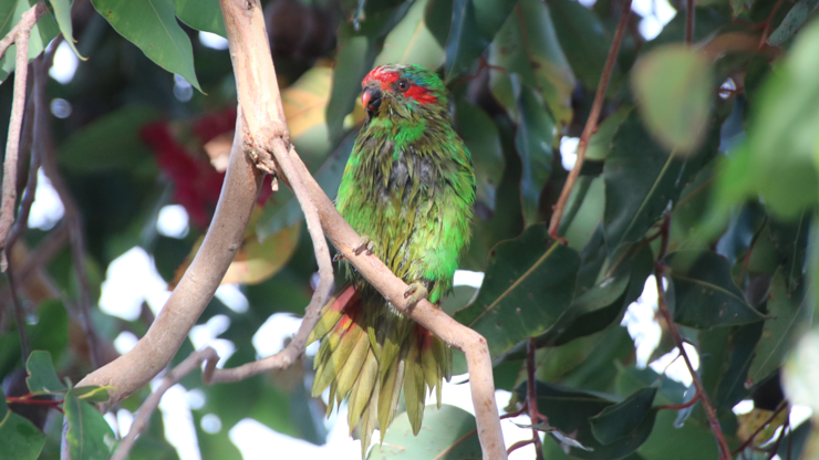 That same musk lorikeet with its tail spread to dry better.