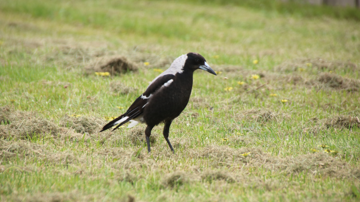 An Australian Magpie standing among some freshly mown grass