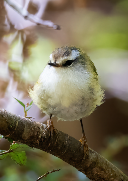 A Rifleman / Titipounamu sitting on a branch, facing the camera and looking to it’s right. It is a very small bird with white or cream belly, greenish brown back and dark eye markings.