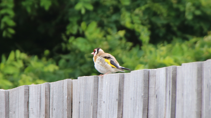 That same goldfinch with its feathers puffed out