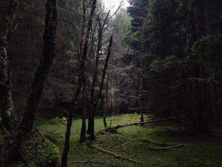 View into a small clearing in a dark wood.