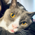 Rabbit Cohen's avatar