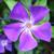 @japonica@kind.social